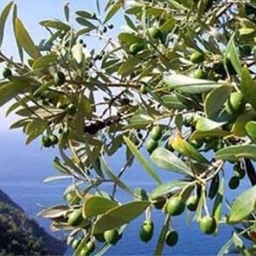 yesilgundem's profile picture. Türkiye'den ve dünyadan çevre gündemi https://t.co/240jyn3is8