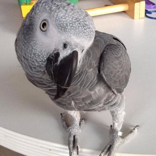 handmade bird toys