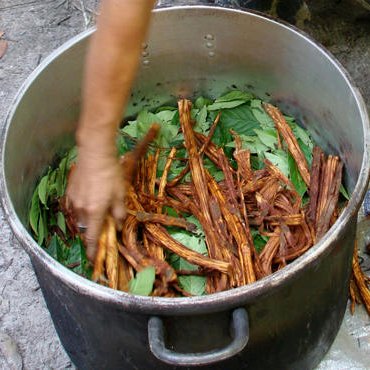 AyahuascaToday's profile picture. 