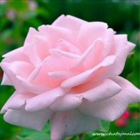 🌸همسة دعوية 🌸دخول متقطع (@_gog213ham) 's Twitter Profile