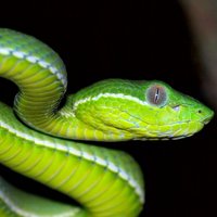 Just a Snake (@aliteralsnake) 's Twitter Profile Photo