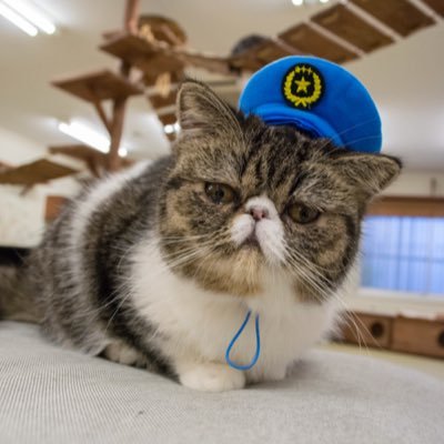 猫カフェにあにゃあオーナーです。猫アレルギーです。オーナー個人のアカウントです。天然な奥さんのエピソードや趣味のゲームなどのことばかりで猫の事は呟かないと思います