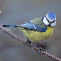 Dagon (@ilovedagon) 's Twitter Profile