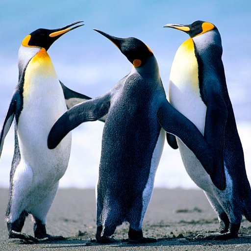 tejasgawhankar's profile picture. 