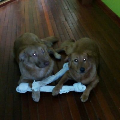 cajolosa1981's profile picture. Io sono insignante di lingue stranieri: Inglese, Francese