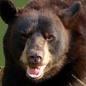 RogueTrader1's profile picture. 