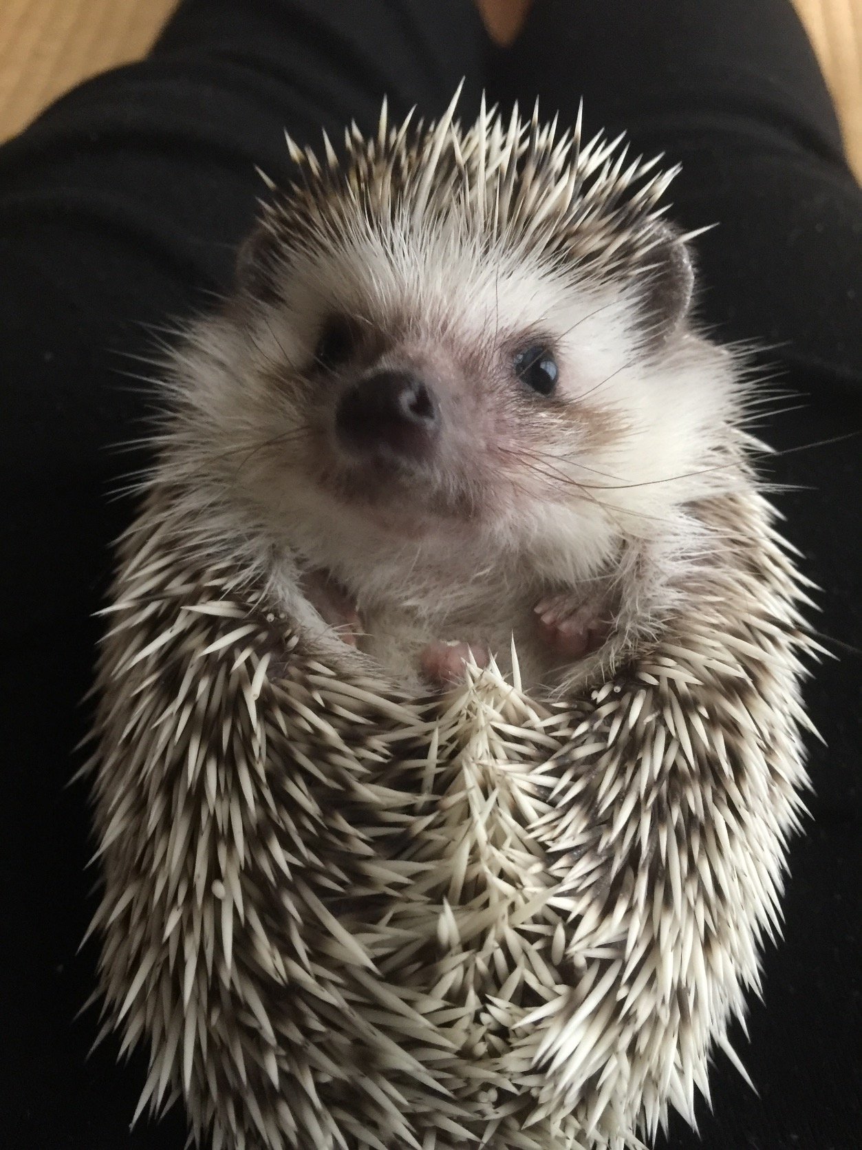 Nvi_dDY9's profile picture. ハリネズミ初心者です🔰飼育アドバイスください(；ω；)コーギー&M.ダックスフンドも居ます。動物大好き。無言フォロー失礼します。