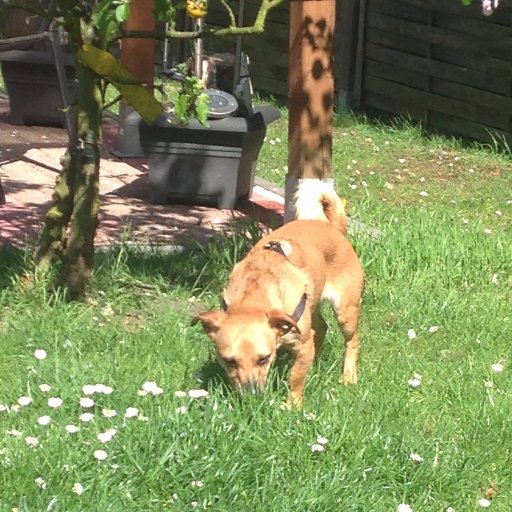 snoopymausi2's profile picture. 