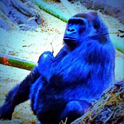 ゴリラちゃんさんのプロフィール画像