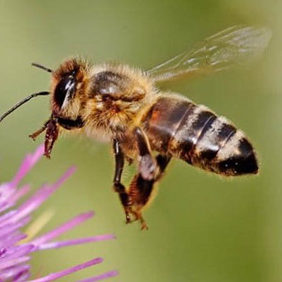 Bees are friends not pests. Help them make a come back in the world!