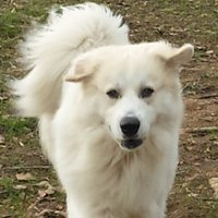 Henry(@HenryThePyr) 's Twitter Profile Photo