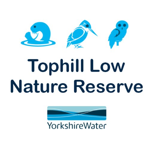 tophilllow Profile Picture