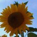 Judy Koncur (@shannick) Twitter profile photo