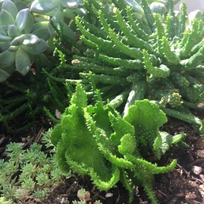 Growing awareness to Friedreich’s ataxia (FA) through my passion for succulents. FA is a debilitating, degenerative neuro-muscular disorder. #cureFA
