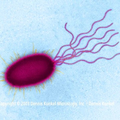 Cilia Flagella Cilia Flagella1 Twitter