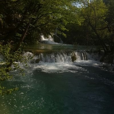 hollyleaf741's profile picture. 