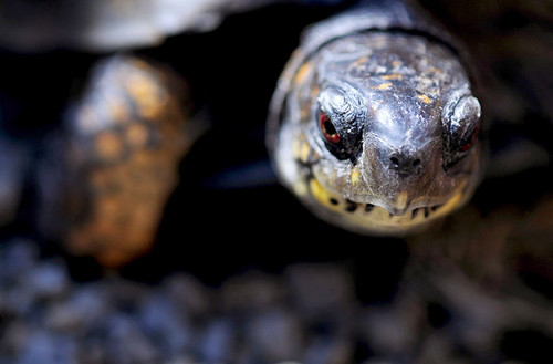 I am a Box turtle -THE box turtle - actually I might be the ONLY box turtle, not too sure...