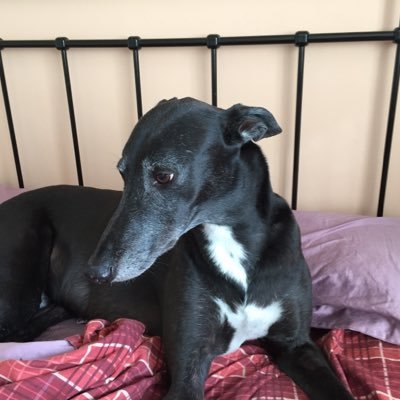 🌈Zak Greyhound🌈 Profile