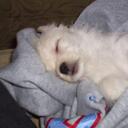 cindy sylvester - @cinsmj - Twitter