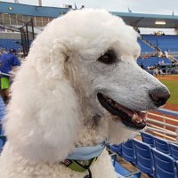 BaseballPoodle(@BaseballPoodle) 's Twitter Profile Photo
