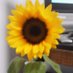 igel666 (@makikoiza2) Twitter profile photo igel666 (@makikoiza2) Twitter profile photo