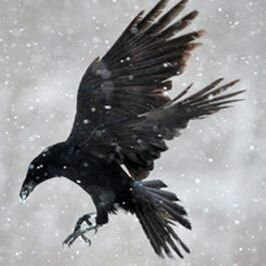 Ravens Nest BFF/CFO