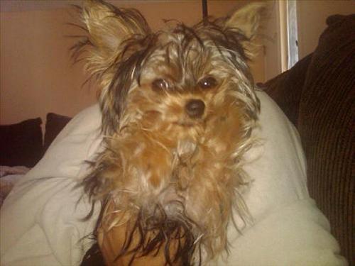 Dog.
Ex puppy.
http://t.co/3hnQYaDOCY