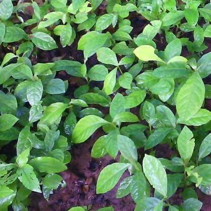 brikshedu's profile picture. Save Trees Save Children