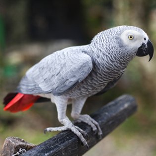 Amantes de las aves Exóticas, iniciamos nuestra aventura con gran ilusión. Nos marcamos un objetivo prioritario asesorando, cuidando..
620 06 48 42