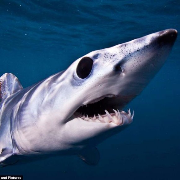 boteatingmako's profile picture. Protector of #TheResistance - Russian Bot/Troll eater - Fin SPOT Tag Says: Property of @Teknowmusic, contact me for all inquiries.