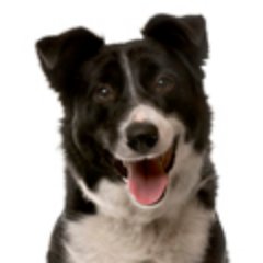 All of us at Gillick K9 Products are passionate about all aspects relating to dogs. https://t.co/wtit9lF8kR https://t.co/YHelxt7tOg https://t.co/orgtsVp88O