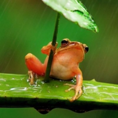 H_akakaeru's profile picture. さつぽろのうてんきひりあじゅう元せつくすいぞんしようおつさんたんじゆんおせつかいへんたいいろぐろよんでくれてありがと