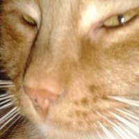 Nina Spencer (@ninaspencer20) 's Twitter Profile
