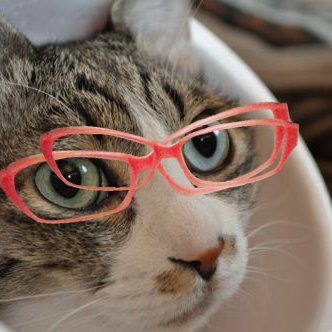 三毛猫 タビ(1992〜2011)、サバ白 チー(2003~2023) Instagram mikesaba_chii