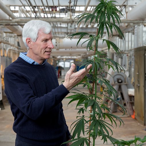 Cornell University researchers are studying possible barriers to the development of a hemp industry in New York.