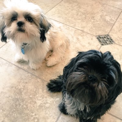 Lily and Leo are both pure Shih Tzus. Lily (Black) is 3 years old and Leo (Brindle) is 7 months old. We love them SO Much! They bring us a lot of happiness ❤️