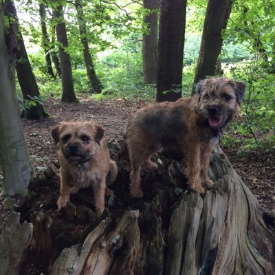 Pip born 22/02/2014 🌈OTRB 18/11/21. Holly born 07/12/2016. Can be found causing general havoc in North Wales. #Btposse