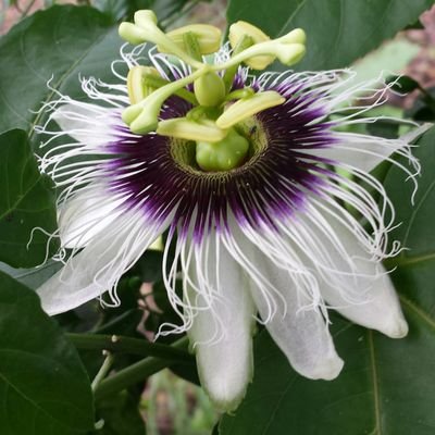 DEFENSOR DE LA NATURALEZA Y LA FAUNA