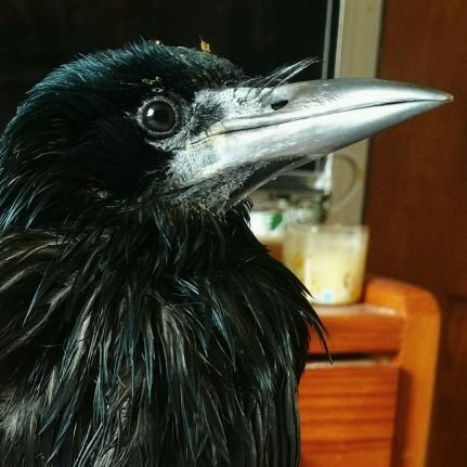 I'm a disabled celebrity rook (once thought to be a crow). As seen on This Morning. Tweets about my life now from the Rainbow Bridge 🐦‍⬛🌈