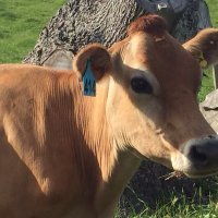 Putaruru Farmer (@marilyn_baldwin) 's Twitter Profile