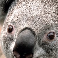 botlabubot (@botlabubot) 's Twitter Profile