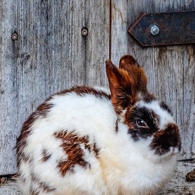 ConnieLazzaro's profile picture. 