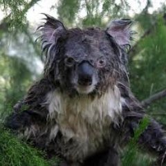 MoistKoala