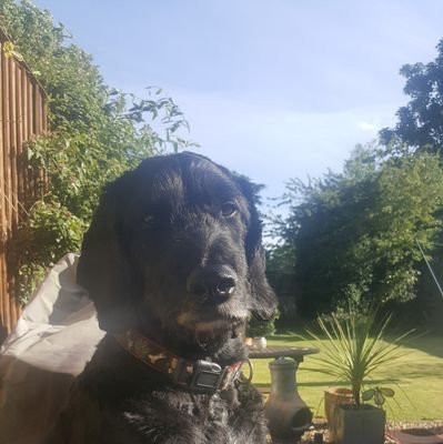 shillycm's profile picture. 