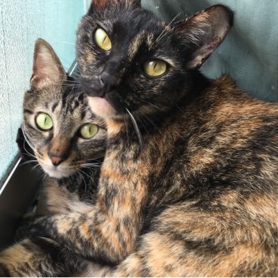 dartsgabao's profile picture. 無言フォローすいません