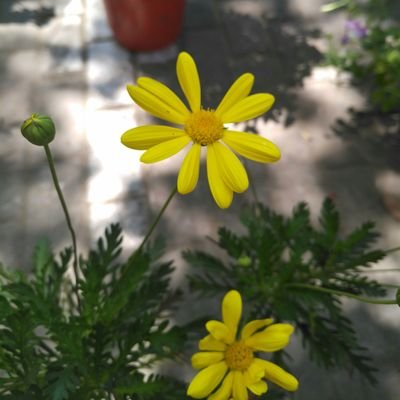 xixi_lambda's profile picture. 