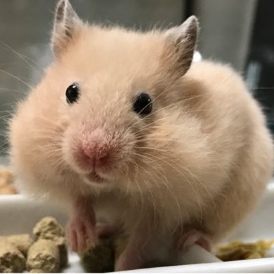 ちびたん キンクマハムスターの日常 Chibitan Ham Twitter