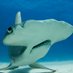 Hammerhead Shark (@botseeinghammer) Twitter profile photo Hammerhead Shark (@botseeinghammer) Twitter profile photo