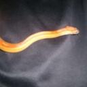 Joe pringle - @pringle1998 - Twitter