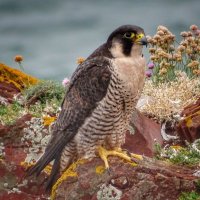 Pembrokeshire Coast & Wildlife(@W4LES) 's Twitter Profileg